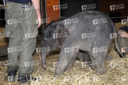 Elefanten-Baby Jamuna Toni