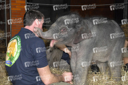 Elefanten-Baby Jamuna Toni