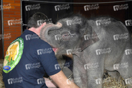 Elefanten-Baby Jamuna Toni