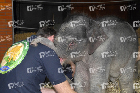 Elefanten-Baby Jamuna Toni