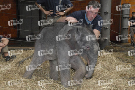 Elefanten-Baby Jamuna Toni