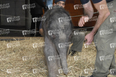 Elefanten-Baby Jamuna Toni