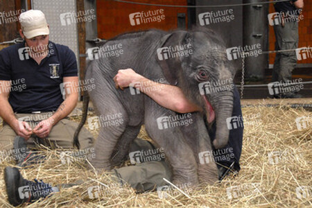 Elefanten-Baby Jamuna Toni