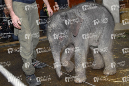 Elefanten-Baby Jamuna Toni