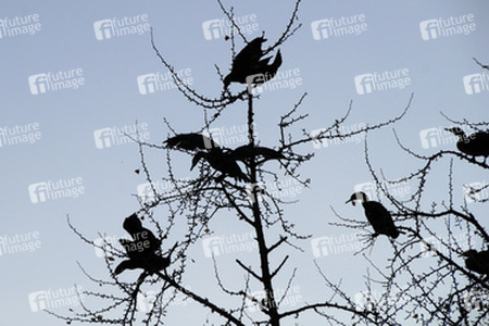 Vögel im Baum an den Kaiserlichen Gärten