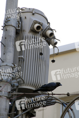 Krähe an Stromverteiler