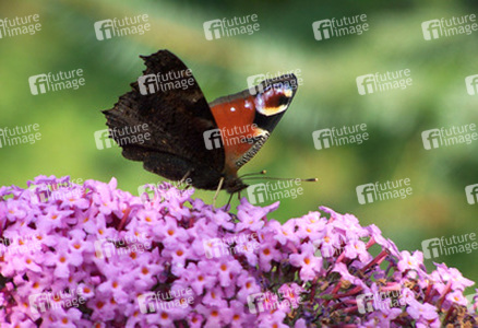 Tagpfauenauge auf Sommerflieder