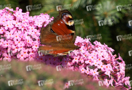 Tagpfauenauge auf Sommerflieder