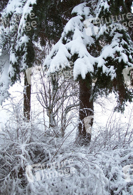 Schneebedeckte Äste