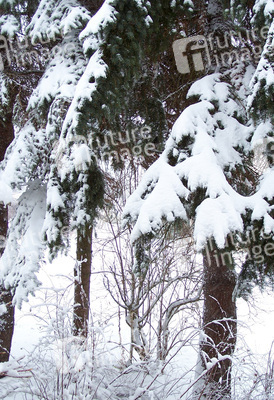 Schneebedeckte Äste