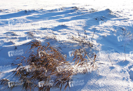 Schneebedecktes Gras