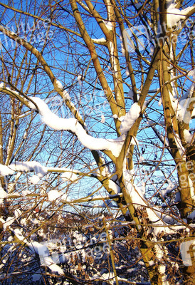 Schneebedeckte Äste