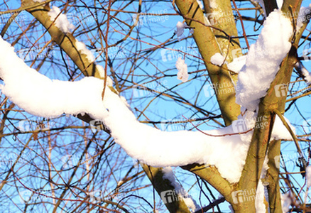 Schneebedeckte Astgabel