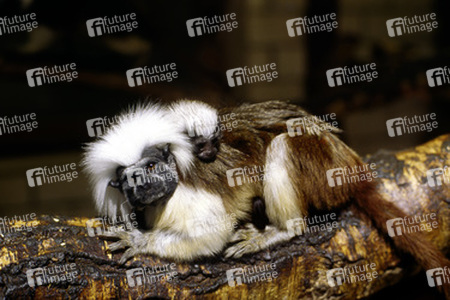 Weisskopfpinseläffchen mit Baby