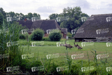 Wildgänse vor historischen Fischerhäusern