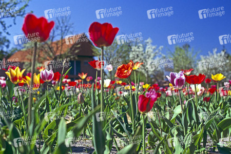 Tulpenfeld vor Bauernhaus und blühenden Obstbäumen