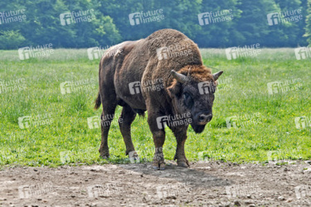 Wisent auf einer Waldlichtung