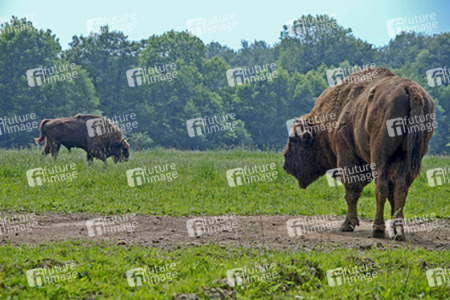 Wisentbullen auf einer Lichtung