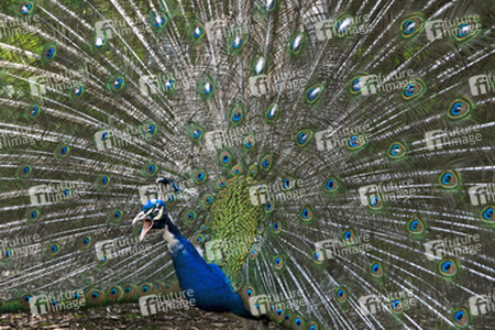 Pfau mit aufgeschlagenem Rad