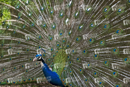 Pfau mit aufgeschlagenem Rad