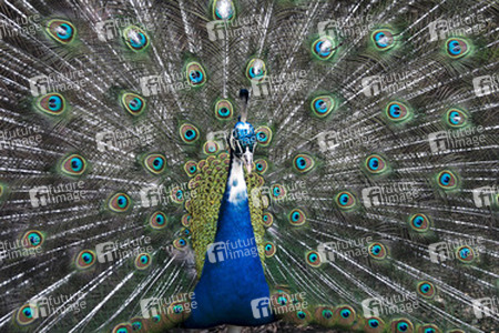 Pfau mit aufgeschlagenem Rad