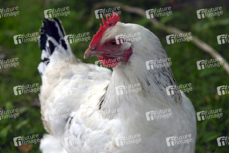 Weißes Huhn