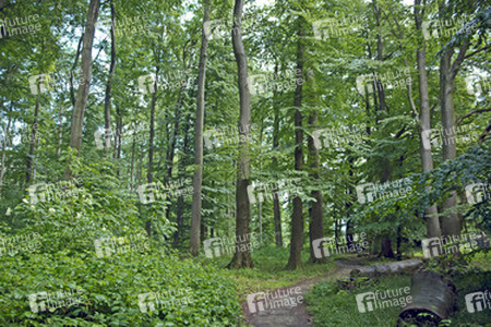 Waldweg in frühlingshaften Buchenwald