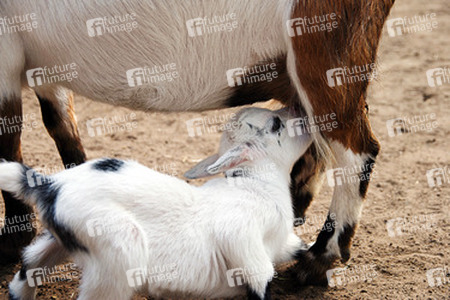 Ziege mit Zicklein