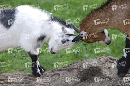 Kämpfende Zicklein