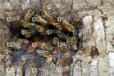 Historischer Bienenstock