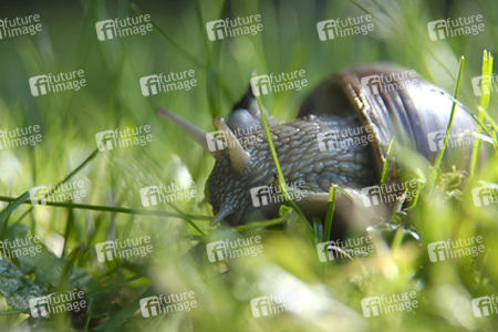 Weinbergschnecke