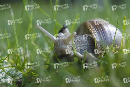 Weinbergschnecke