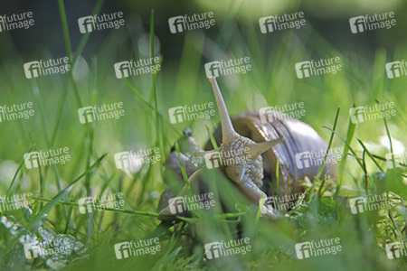 Weinbergschnecke
