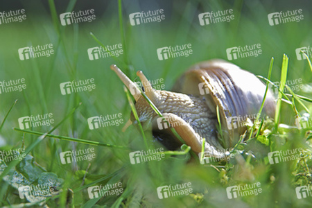 Weinbergschnecke