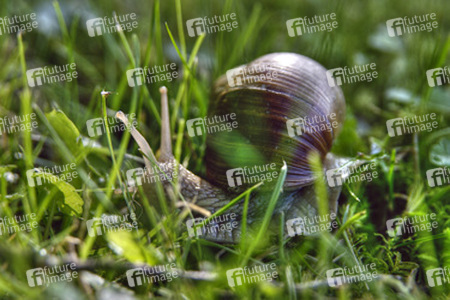 Weinbergschnecke