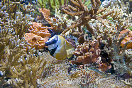 Korallenfisch und Korallen