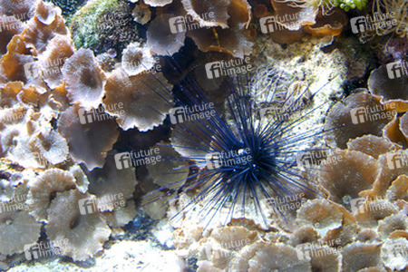 Tropischer Seestern zwischen Korallen