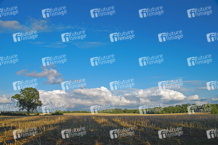 Stoppelfelder mit Eichen und Wolkenbank