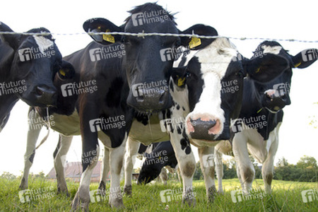 Kühe betrachten den Fotographen