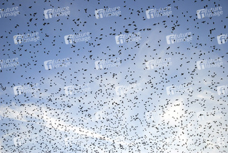 Vogelschwarm
