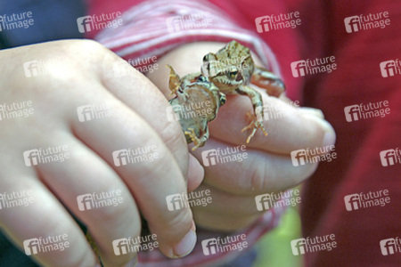 Kinderhände halten Frösche