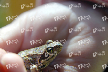 Froschkind in Kinderhand