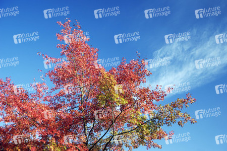 Rote Ahornblaetter vor blauem Himmel