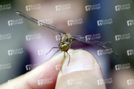 Tote Libelle in der Hand