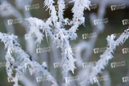 Zweige mit Stacheln von Rauhreif überzogen