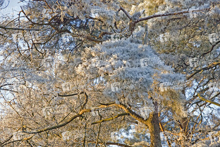 Äste einer Kiefer im Abendlicht mit Rauhreif überzogen