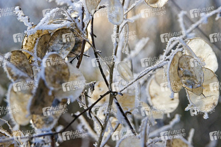Samen eines Silberlings mit Rauhreif überzogen, Lunária rediviva