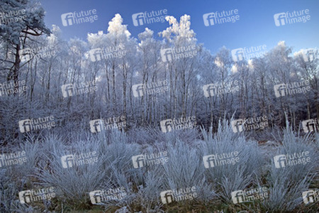 Bäume und Sträucher mit Rauhreif ueberzogen