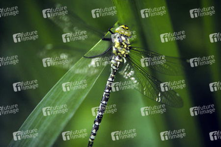 Grosse Grüne Wasserjungfer