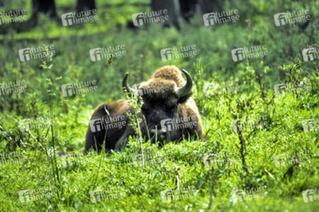 Wisent